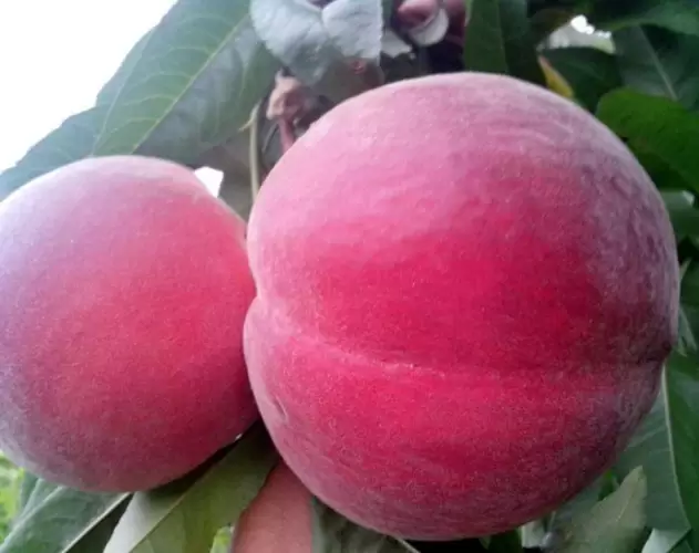 会东巨无霸水蜜桃阿嫂(会东巨无霸水蜜桃,阿嫂的选择)-会东网