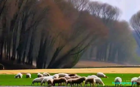 的羊肉粉培训-会东网