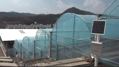 鱼城街道鱼山居民点:白鹤滩水电移民新家园的蔬菜大棚示范基地引领乡村振兴之路-会东网