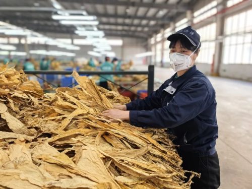 会东复烤厂助力乡村振兴:烟叶复烤为当地群众开辟增收新途径插图 会东复烤厂助力乡村振兴:烟叶复烤为当地群众开辟增收新途径插图