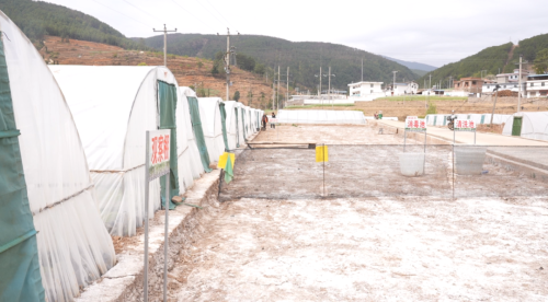 会东抢抓烤烟育苗管理，确保烟苗稳健生长迎丰收插图