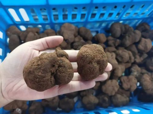 会东家乡情深:璀璨明珠,温暖记忆,永恒的牵挂插图3 会东家乡情深:璀璨明珠,温暖记忆,永恒的牵挂插图3