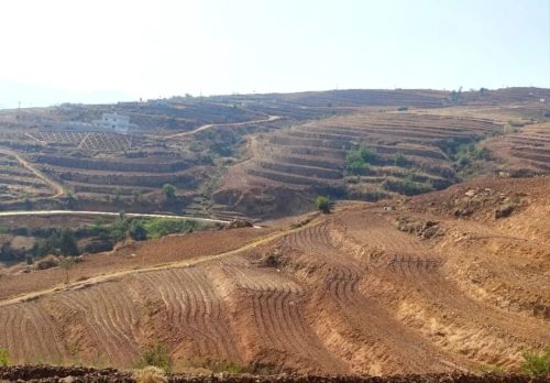 铁柳镇移民村生姜种植助力增收致富，产业发展带动群众稳定就业-会东网