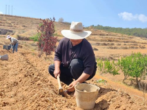 铁柳镇移民村生姜种植助力增收致富,产业发展带动群众稳定就业插图1 铁柳镇移民村生姜种植助力增收致富,产业发展带动群众稳定就业插图1
