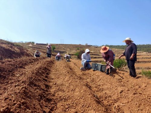 铁柳镇移民村生姜种植助力增收致富，产业发展带动群众稳定就业插图