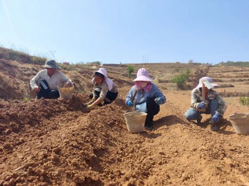 铁柳镇移民村生姜种植助力增收致富,产业发展带动群众稳定就业插图3 铁柳镇移民村生姜种植助力增收致富,产业发展带动群众稳定就业插图3