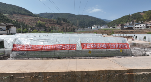 会东抢抓烤烟育苗管理，确保烟苗稳健生长迎丰收插图3