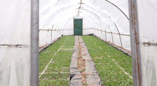 会东抢抓烤烟育苗管理，确保烟苗稳健生长迎丰收插图5