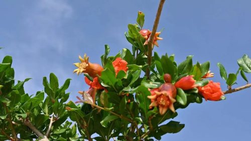 会东县姜州镇:石榴花开映丰收,产业兴旺促振兴-会东网