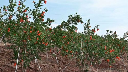 会东县姜州镇:石榴花开映丰收,产业兴旺促振兴插图2 会东县姜州镇:石榴花开映丰收,产业兴旺促振兴插图2
