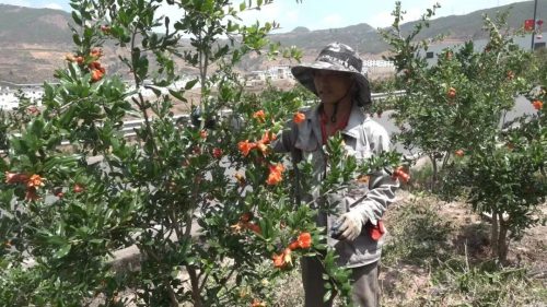 会东县姜州镇:石榴花开映丰收,产业兴旺促振兴插图1 会东县姜州镇:石榴花开映丰收,产业兴旺促振兴插图1