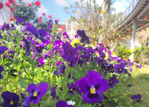 会东县城管局精心布局春季鲜花种植，提升城市绿化品质与居民幸福感插图