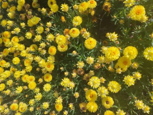 会东县城管局精心布局春季鲜花种植，提升城市绿化品质与居民幸福感插图2