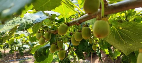 乡村振兴新篇章:鲁吉镇文箐村红心猕猴桃产业蓬勃发展-会东网