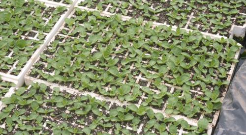 会东抢抓烤烟育苗管理，确保烟苗稳健生长迎丰收插图6