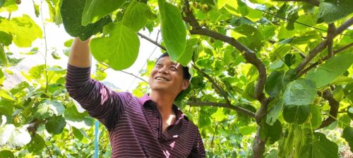 乡村振兴新篇章：鲁吉镇文箐村红心猕猴桃产业蓬勃发展插图3