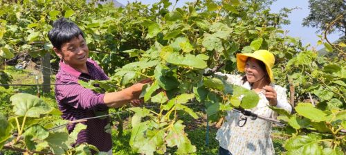 乡村振兴新篇章：鲁吉镇文箐村红心猕猴桃产业蓬勃发展插图