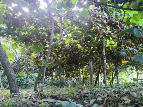 乡村振兴新篇章：鲁吉镇文箐村红心猕猴桃产业蓬勃发展插图6