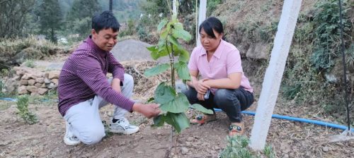 乡村振兴新篇章：鲁吉镇文箐村红心猕猴桃产业蓬勃发展插图5