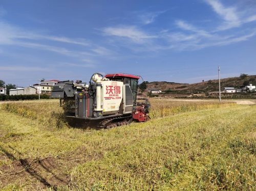 姜州丰收忙不停——会东县粮食生产再迎丰收年,强化乡村振兴基石-会东网