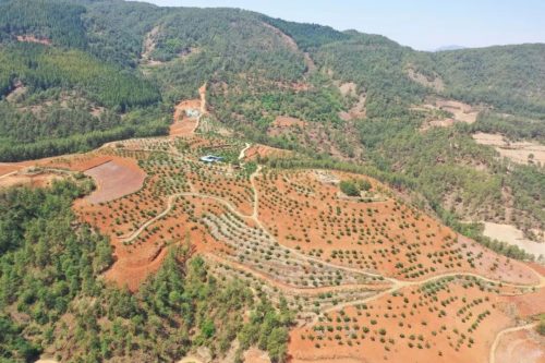 大崇镇特色产业振兴，车厘子种植助力乡村振兴-会东网