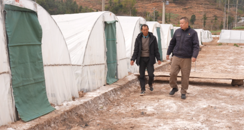 会东抢抓烤烟育苗管理，确保烟苗稳健生长迎丰收插图7