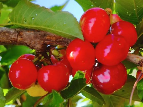 大崇镇特色产业振兴，车厘子种植助力乡村振兴插图4