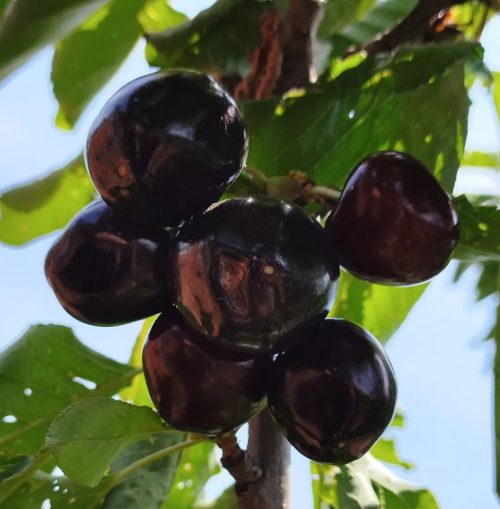 大崇镇特色产业振兴，车厘子种植助力乡村振兴插图3