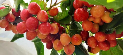 大崇镇特色产业振兴，车厘子种植助力乡村振兴插图1