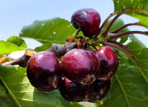 大崇镇特色产业振兴，车厘子种植助力乡村振兴插图2