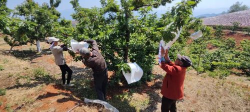 大崇镇特色产业振兴，车厘子种植助力乡村振兴插图5