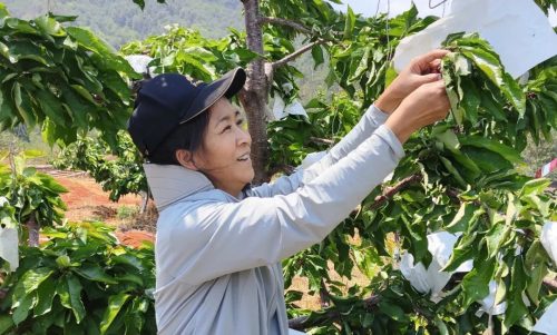 大崇镇特色产业振兴，车厘子种植助力乡村振兴插图6