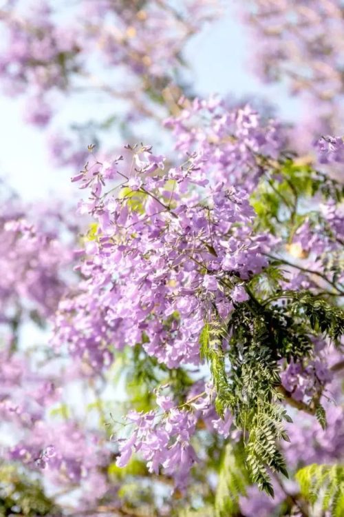 会东小城蓝花楹盛放，紫色花海浪漫满城插图1