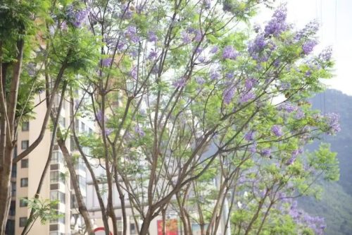 会东小城蓝花楹盛放,紫色花海浪漫满城-会东网