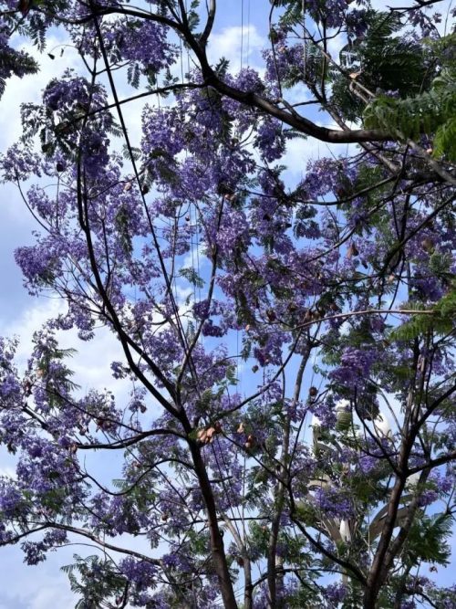 会东小城蓝花楹盛放，紫色花海浪漫满城插图4