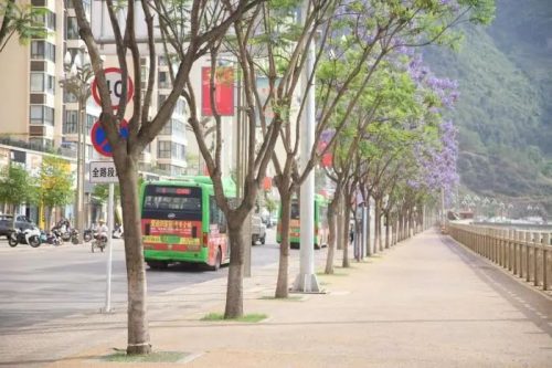 会东小城蓝花楹盛放，紫色花海浪漫满城插图