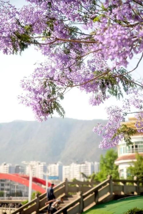 会东小城蓝花楹盛放，紫色花海浪漫满城插图3