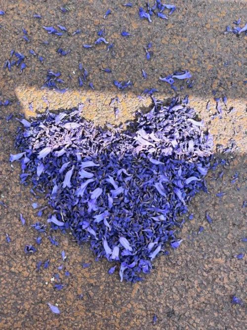 会东小城蓝花楹盛放，紫色花海浪漫满城插图6