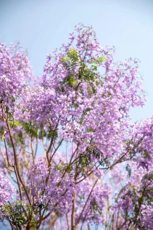 会东小城蓝花楹盛放，紫色花海浪漫满城插图5
