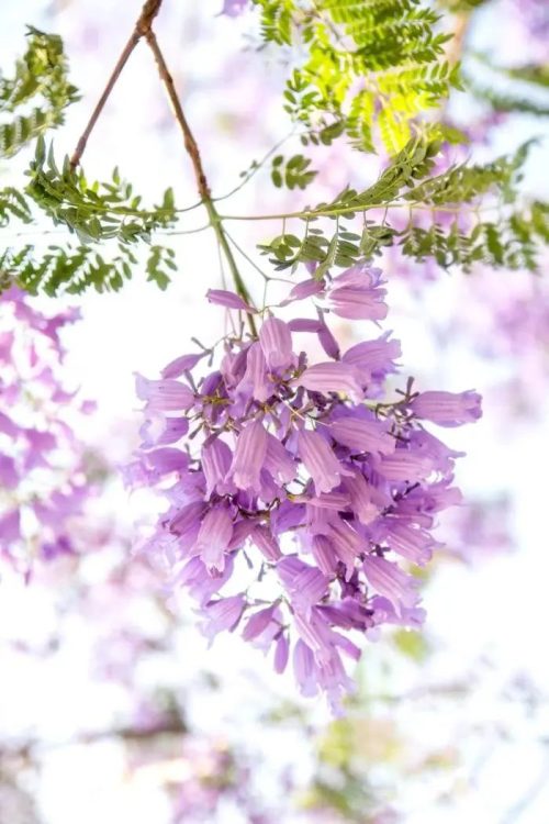 会东小城蓝花楹盛放，紫色花海浪漫满城插图7