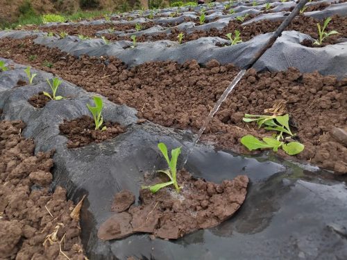 铅锌镇“引水上山”助农兴产，光伏提灌站点亮乡村振兴路插图4