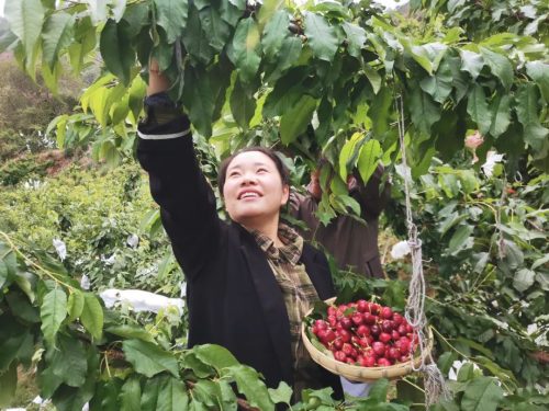 堵格镇半箐村车厘子(堵格镇半箐村车厘子丰收了)-会东网