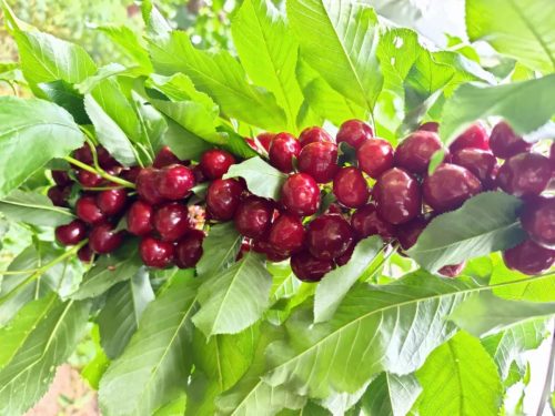 堵格镇半箐村车厘子（堵格镇半箐村车厘子丰收了）插图1