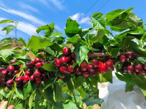 堵格镇半箐村车厘子（堵格镇半箐村车厘子丰收了）插图2