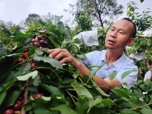 堵格镇半箐村车厘子（堵格镇半箐村车厘子丰收了）插图3