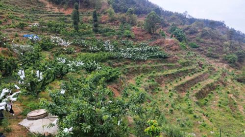 堵格镇半箐村车厘子（堵格镇半箐村车厘子丰收了）插图4