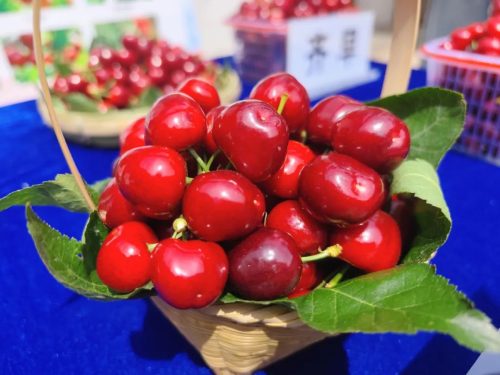 堵格镇半箐村车厘子（堵格镇半箐村车厘子丰收了）插图5