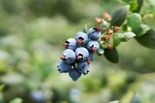 会东新闻:会东县蓝莓种植基地千亩蓝莓园迎客来插图4 会东新闻:会东县蓝莓种植基地千亩蓝莓园迎客来插图4