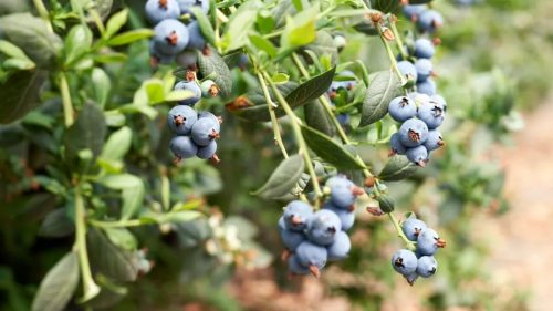 会东新闻:会东县蓝莓种植基地千亩蓝莓园迎客来-会东网