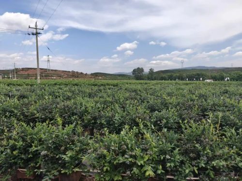 会东新闻:会东县蓝莓种植基地千亩蓝莓园迎客来插图 会东新闻:会东县蓝莓种植基地千亩蓝莓园迎客来插图